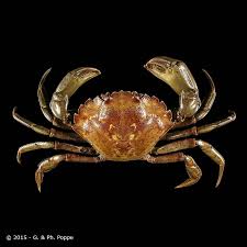 Image result for Carcinus maenas