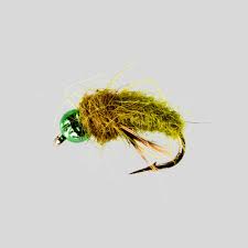 Attēlu rezultāti vaicājumam “Thecabius affinis nymph”