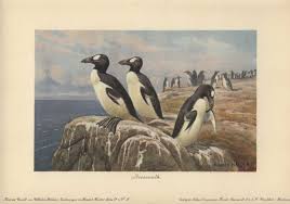 Image result for Pinguinus impennis