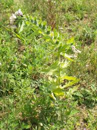 Attēlu rezultāti vaicājumam “Hyoscyamus niger”