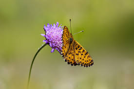 Attēlu rezultāti vaicājumam “Boloria titania underside”