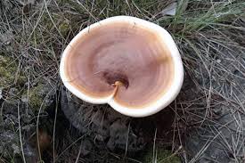 Attēlu rezultāti vaicājumam “Phleogena faginea sessile”