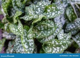 Attēlu rezultāti vaicājumam “Pulmonaria saccharata”