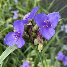 Attēlu rezultāti vaicājumam “Tradescantia virginiana”