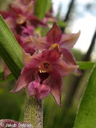 Attēlu rezultāti vaicājumam “Epipactis atrorubens fruit”