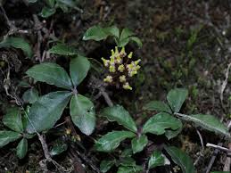 Attēlu rezultāti vaicājumam “Vitaceae”