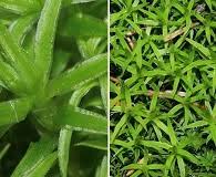 Attēlu rezultāti vaicājumam “Polytrichastrum pallidisetum”