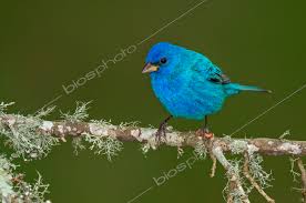 Image result for Passerina cyanea