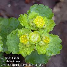 Attēlu rezultāti vaicājumam “Chrysosplenium alternifolium leaf”