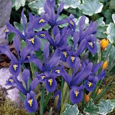 Attēlu rezultāti vaicājumam “Iris reticulata”