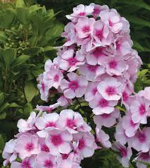 Image result for Phlox paniculata `Bright Eyes`