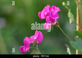 Attēlu rezultāti vaicājumam “Lathyrus tuberosus bud”