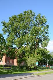 Attēlu rezultāti vaicājumam “Populus x berolinensis”