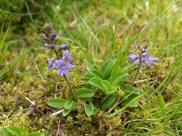Image result for Veronica officinalis