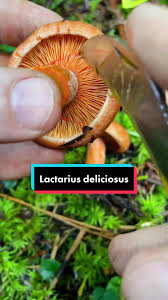 Attēlu rezultāti vaicājumam “Lactarius deliciosus”