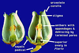 Attēlu rezultāti vaicājumam “Ericaceae”