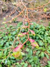 Attēlu rezultāti vaicājumam “Tilia cordata bud”
