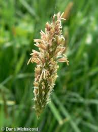 Attēlu rezultāti vaicājumam “Alopecurus pratensis flower”