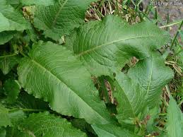 Attēlu rezultāti vaicājumam “Rumex obtusifolius”