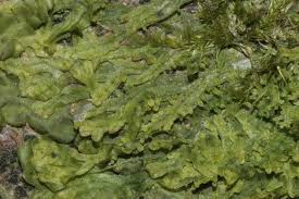 Attēlu rezultāti vaicājumam “Metzgeria furcata”