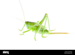 Attēlu rezultāti vaicājumam “Tettigonia viridissima”