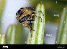 Attēlu rezultāti vaicājumam “Gilpinia”