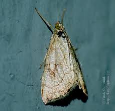 Attēlu rezultāti vaicājumam “Evergestis pallidata”