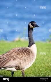Attēlu rezultāti vaicājumam “Branta canadensis adult”