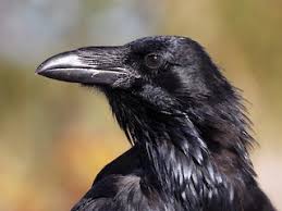 Attēlu rezultāti vaicājumam “Corvus corax adult”
