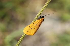 Attēlu rezultāti vaicājumam “Setina irrorella”