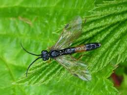 Attēlu rezultāti vaicājumam “Tenthredinidae”