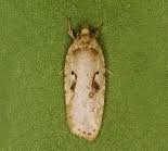 Attēlu rezultāti vaicājumam “Agonopterix ocellana”