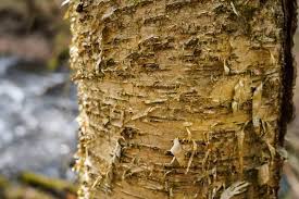 Attēlu rezultāti vaicājumam “Betula alleghaniensis”