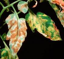 Attēlu rezultāti vaicājumam “Lycopersicon esculentum leaf”