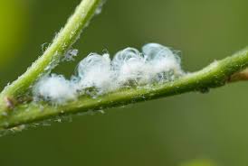 Attēlu rezultāti vaicājumam “Psylla alni”