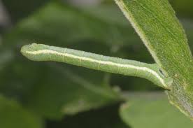 Attēlu rezultāti vaicājumam “Trichopteryx carpinata”