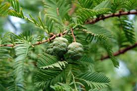 Attēlu rezultāti vaicājumam “Larix decidua var. polonica”