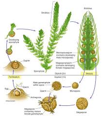 Attēlu rezultāti vaicājumam “Seligeria donniana sporophyte”