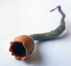 Attēlu rezultāti vaicājumam “Microstoma protracta”