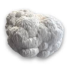 Image result for Leucoraja erinaceus