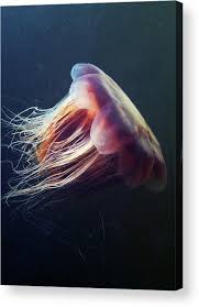 Image result for Cyanea capillata