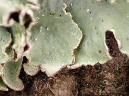 Attēlu rezultāti vaicājumam “Punctelia subrudecta”