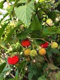 Attēlu rezultāti vaicājumam “Rubus illecebrosus fruit”