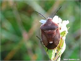 Attēlu rezultāti vaicājumam “Chlorochroa pinicola”