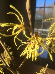 Attēlu rezultāti vaicājumam “Hamamelis japonica bud”