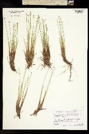 Attēlu rezultāti vaicājumam “Trichophorum cespitosum fruit”