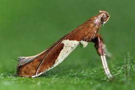 Attēlu rezultāti vaicājumam “Caloptilia stigmatella”