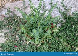 Attēlu rezultāti vaicājumam “Chenopodiaceae”