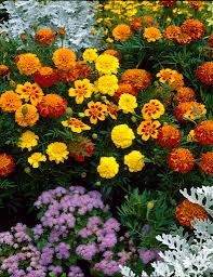 Attēlu rezultāti vaicājumam “Tagetes”