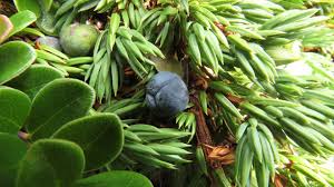 Attēlu rezultāti vaicājumam “Juniperus communis fruit”